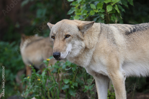 Gray Wolf (Canis lupus) Portrait - captive animal. Wolf at the zoo in the summer. © IvSky