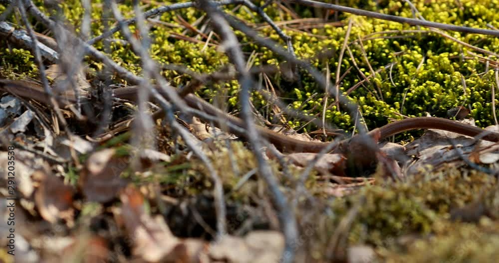 Anguis Fragilis Is A Legless Lizard Reptile Native To Eurasia. Deaf Adder, Slowworm, Blindworm, Long-cripple. These Legless Lizard Are Also Sometimes Called Common Slow-worm. Belarus Anguis Fragilis Is A Legless Lizard Reptile Native To Eurasia. Deaf Adder, Slowworm, Blindworm, Long-cripple. These Legless Lizard Are Also Sometimes Called Common Slow-worm. Belarus