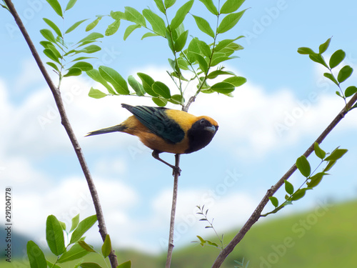 Burnished-buff Tanager (Tangara cayana) isolated on the branch of a tree in the Brazilian rainforest photo