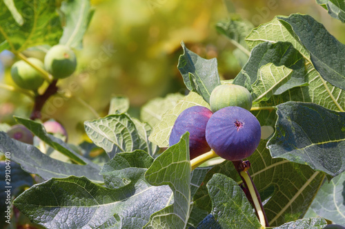 Autumn. Branches of fig tree ( Ficus carica ) with leaves and fruits