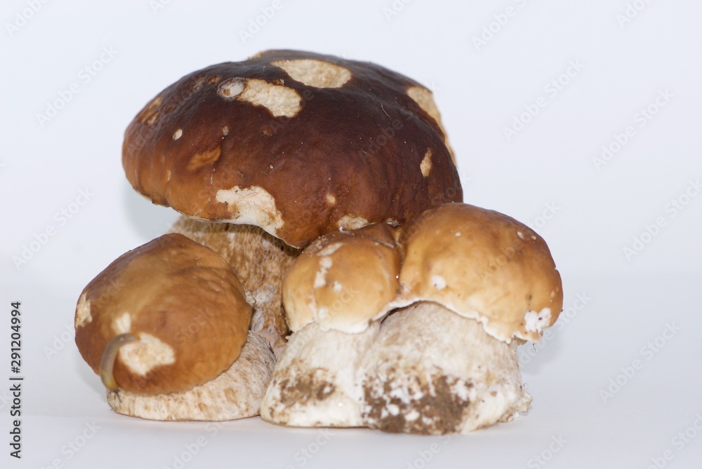 group of four isolated porcini mushrooms large and small, steinpilz group of four isolated porcini mushrooms large and small, steinpilz