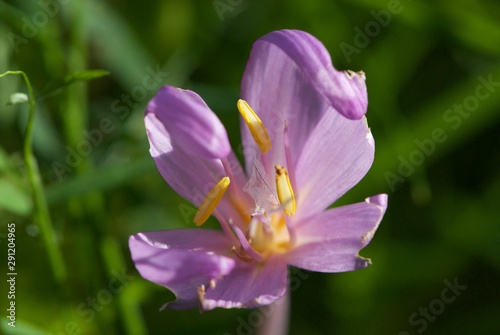 Some violet Swiss flower