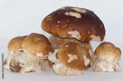 group of five isolated porcini mushrooms large and small, steinpilz