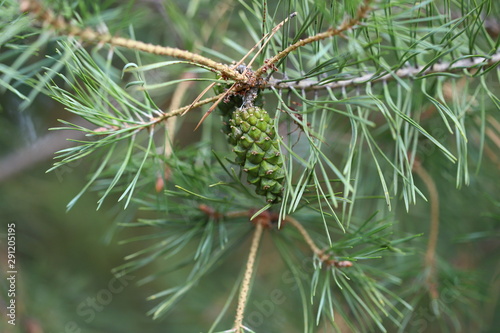 Christmas tree branches. Fir cones on the branches. Selective focus. Macro.