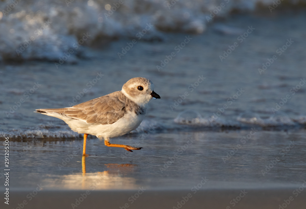 Piping plover (Charadrius melodus) in winter plumage at the ocean beach, Galveston, Texas, USA. Piping plover (Charadrius melodus) in winter plumage at the ocean beach, Galveston, Texas, USA.