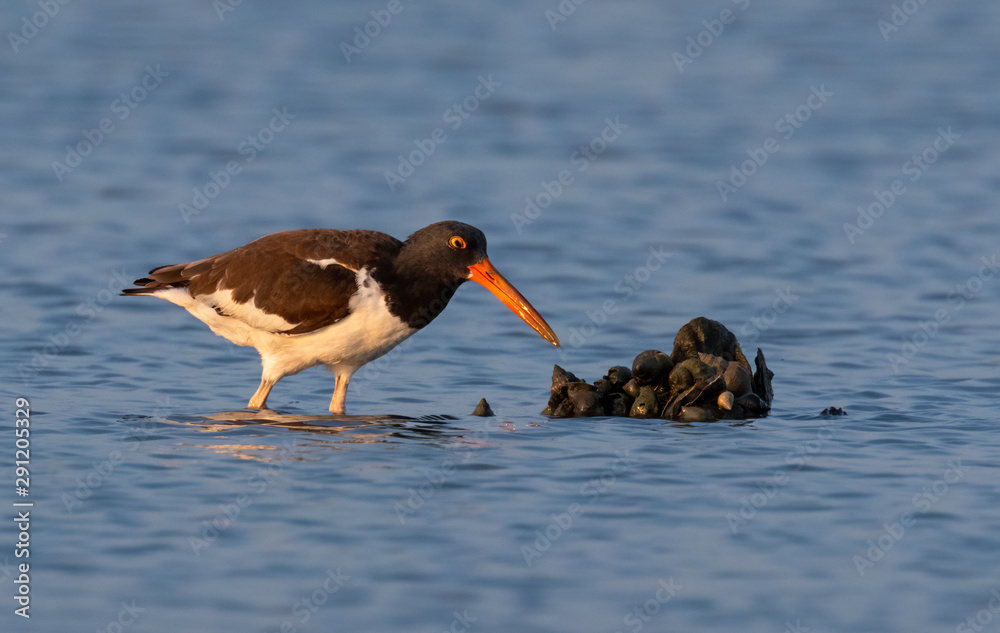 American oystercatcher (Haematopus palliatus) feeding on oysters and hermit crabs at tidal marsh in early morning, Galveston, Texas, USA. American oystercatcher (Haematopus palliatus) feeding on oysters and hermit crabs at tidal marsh in early morning, Galveston, Texas, USA.