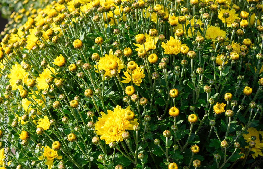 Yellow budding Mum Flowering Plant 