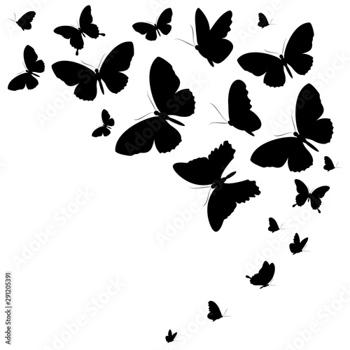 butterfly291