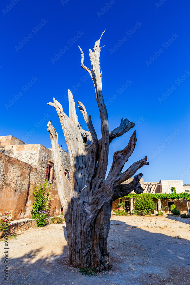 Iconic burnt cypress in the courtyard of the Arkadi Monastery, Crete, Greece