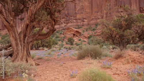 Monument Valley Flowers