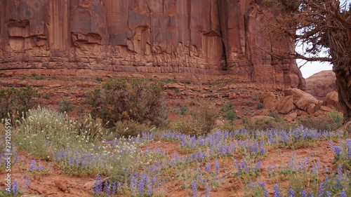 Scenic Flowers in Monument Valley