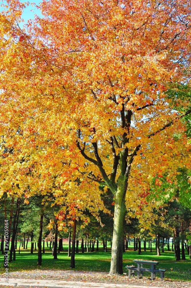 Red and yellow autumn tree