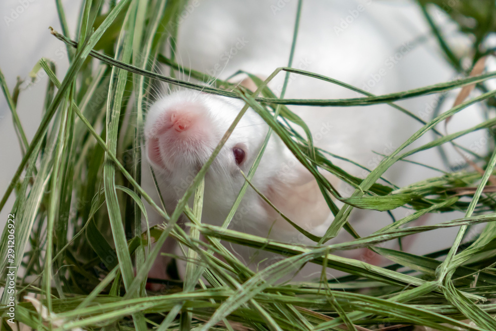 White albino laboratory mouse sitting in green dried grass, hay. Cute little rodent muzzle close up, pet animal concept White albino laboratory mouse sitting in green dried grass, hay. Cute little rodent muzzle close up, pet animal concept