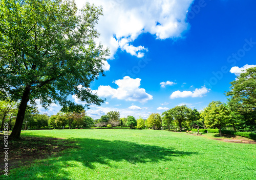 Fototapeta Naklejka Na Ścianę i Meble -  青空と木陰のある公園