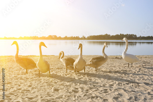 Mute Swan is standing. Swan family, cubs.