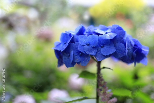 鎌倉のあじさい (青紫一朶)