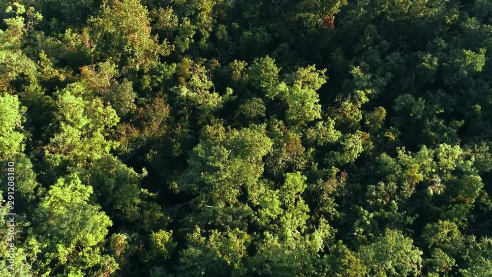 St Thomas rain forest aerial view