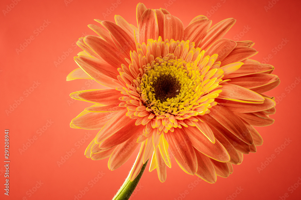 Close up of orange gerbera daisy on an orange background