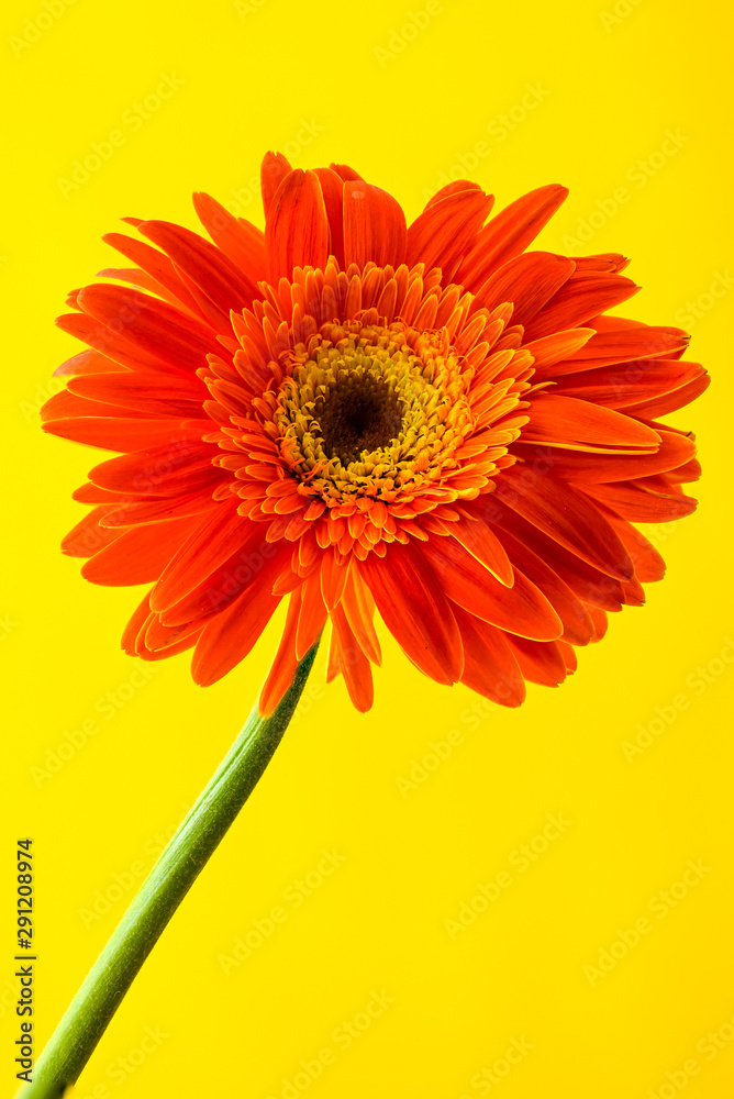 Bright orange gerbera daisy on a bright yellow background Bright orange gerbera daisy on a bright yellow background