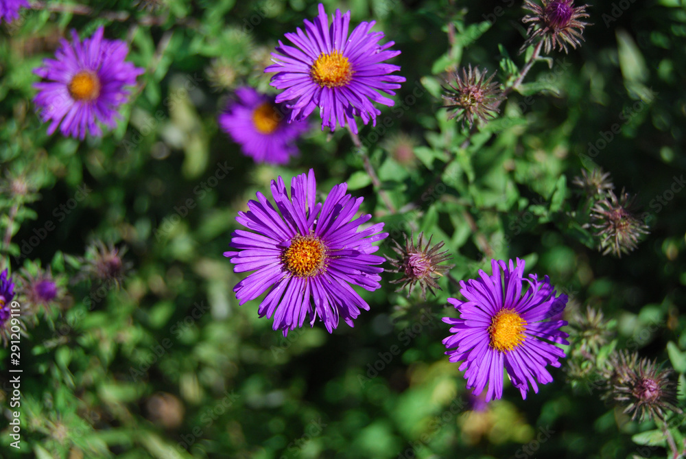 Purple flowers in garden Purple flowers in garden
