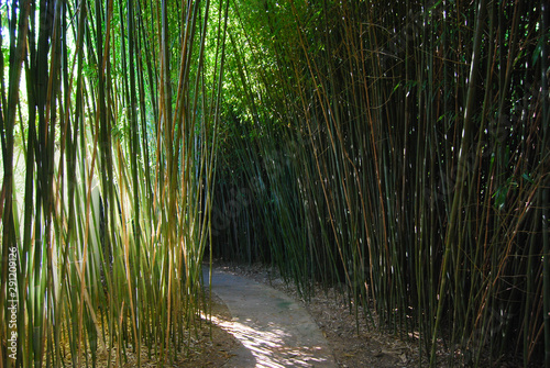 Path through Chinese bamboo