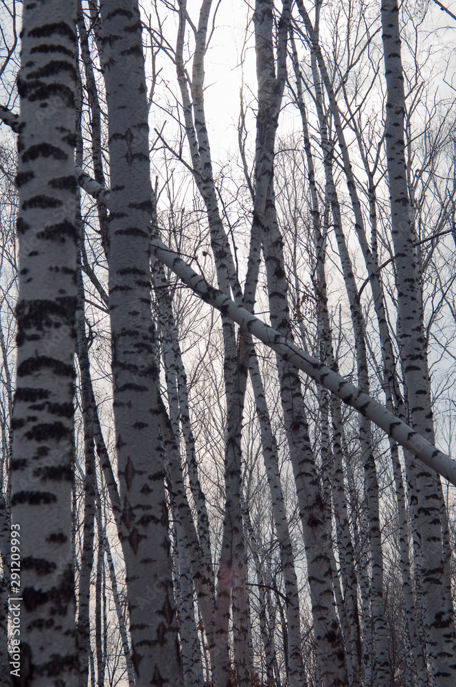 Birch trees in autumn forest Birch trees in autumn forest