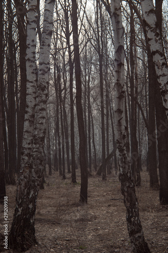 Fototapeta Naklejka Na Ścianę i Meble -  Birch trees in autumn forest