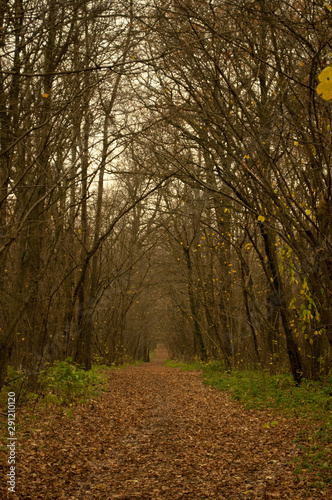 Trail in shady autumn forest