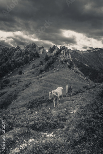 Monochrome horse in the mountain picture