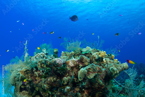 An unerwater scene showing a small section of coral reef that fish like to live in. The shot was taken in Grand Cayman in the Caribbean and shows a healthy tropical marine habitat