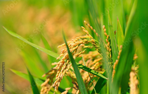 Ripe rice, in the paddy fields