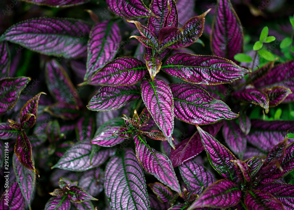 purple waffle purple waffle