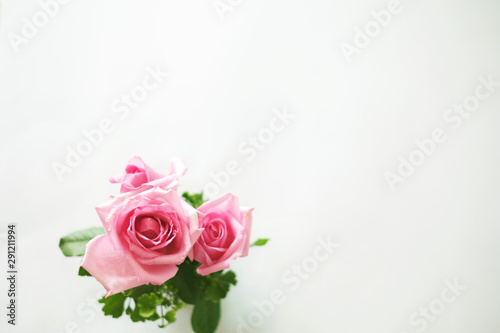 Fresh pink roses on white background