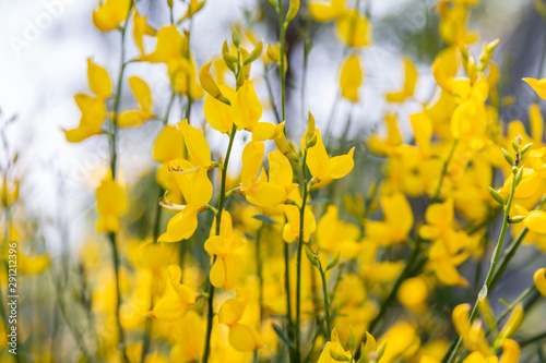 Yellow Spanish Broom (Spartium junceum)