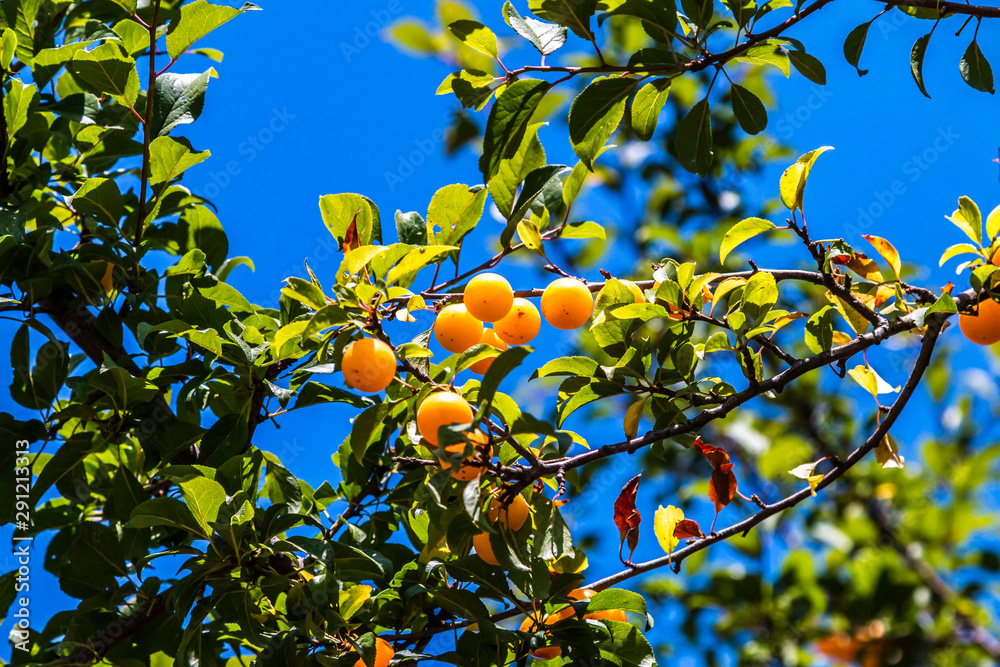 Fresh small yellow plums on tree branch