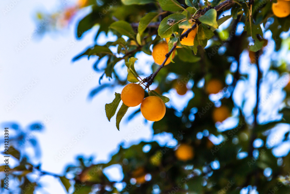 Fresh small yellow plums on tree branch