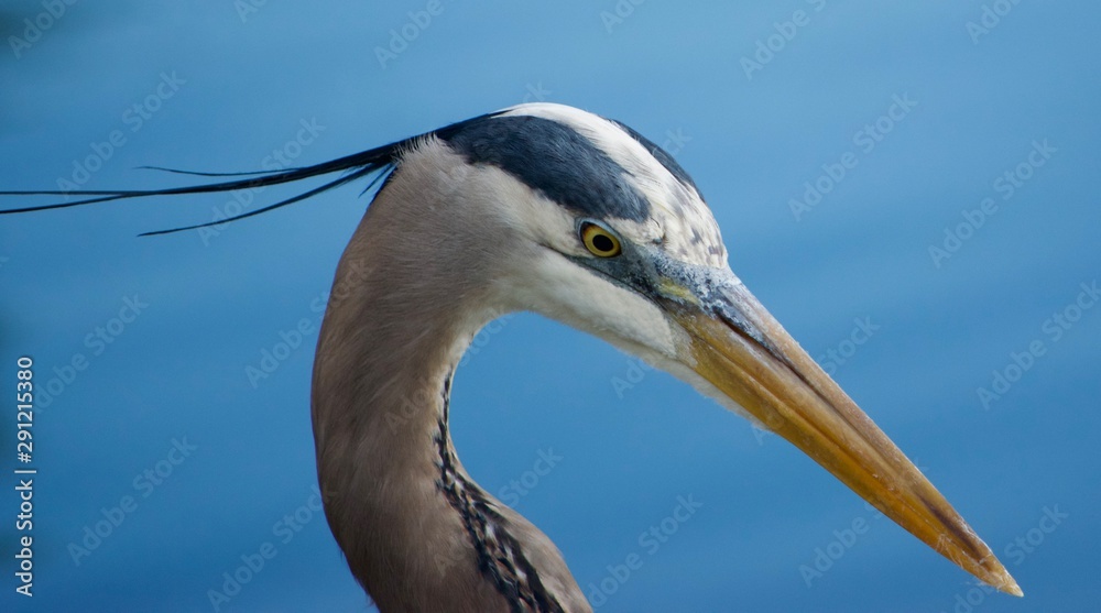 heron III heron III