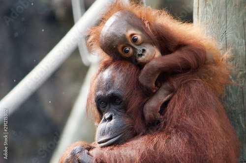 mom and baby orangutan