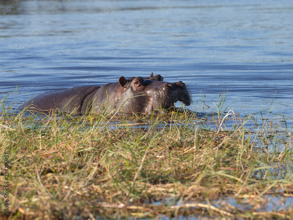 Fototapeta premium Hippo in Chobe River Botswana