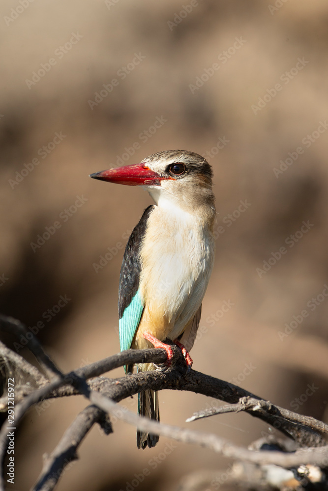 African Grey-headed Kingfisher on the Chobe River African Grey-headed Kingfisher on the Chobe River