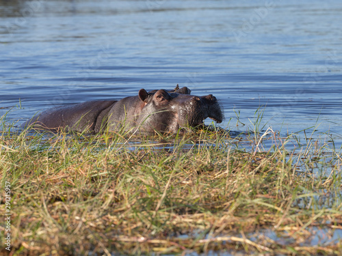 Hippo in Chobe River Botswana
