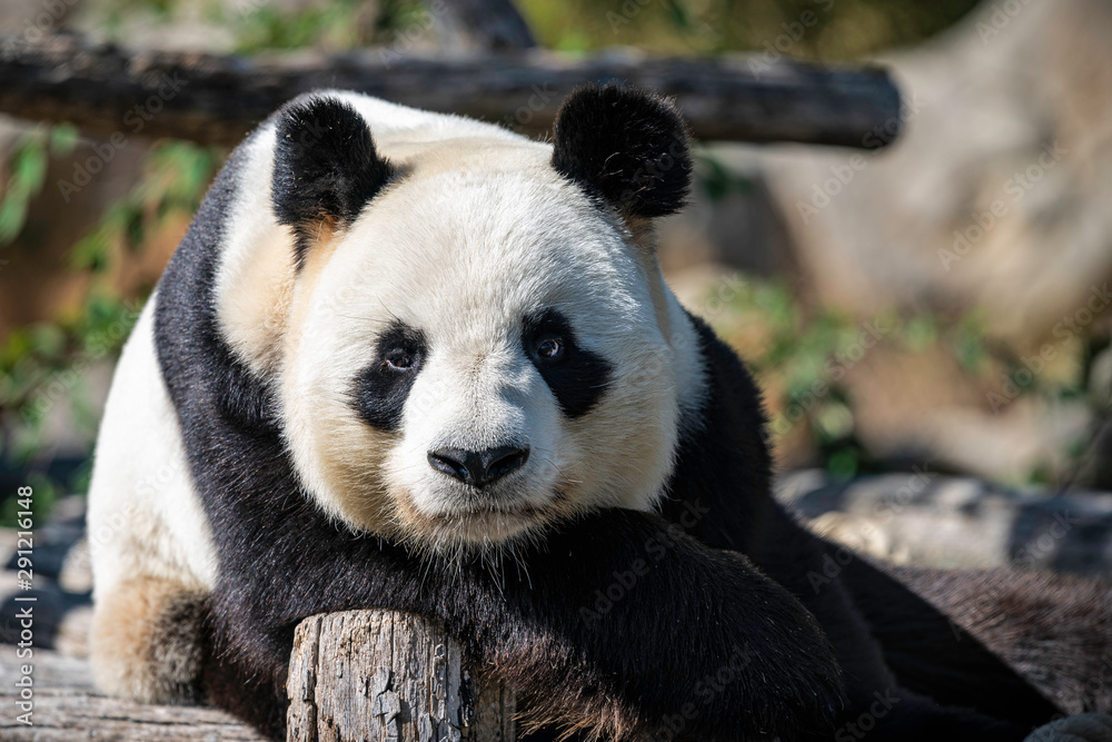 Obraz premium Panda 2