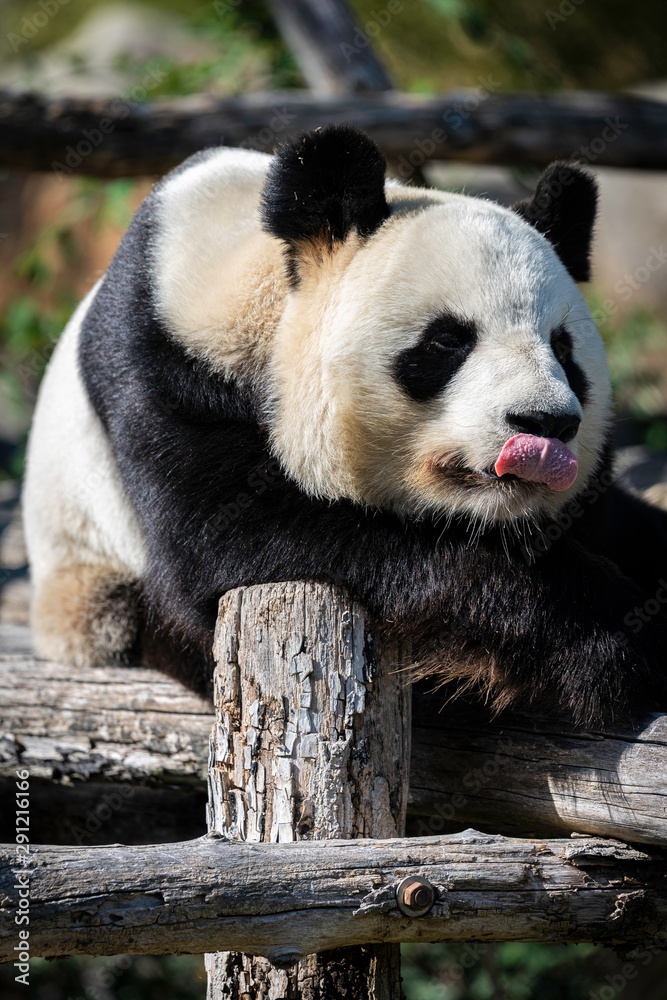 Fototapeta premium Panda 1