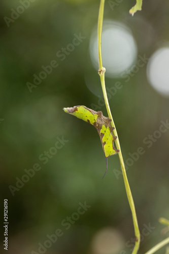 ホシヒメホウジャク幼虫 Stock Photo Adobe Stock