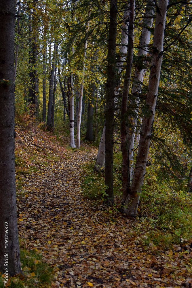 Forest trail in autumn