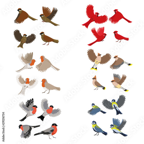 Collection of birds robin, red cardinal, tits, sparrow, bullfinches, waxwing. Isolated on white background.