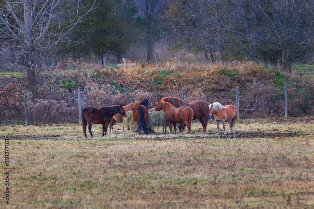 Horses standing in a circle eating hay at a farm Horses standing in a circle eating hay at a farm