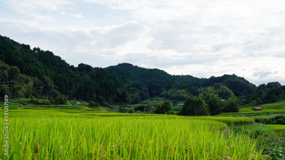 稲渕の棚田 稲渕の棚田