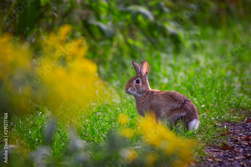 Eastern Cottontial Rabbit sitting on grass © Saptashaw