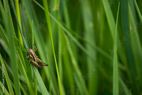 grasshopper roeseliana roeselii photo